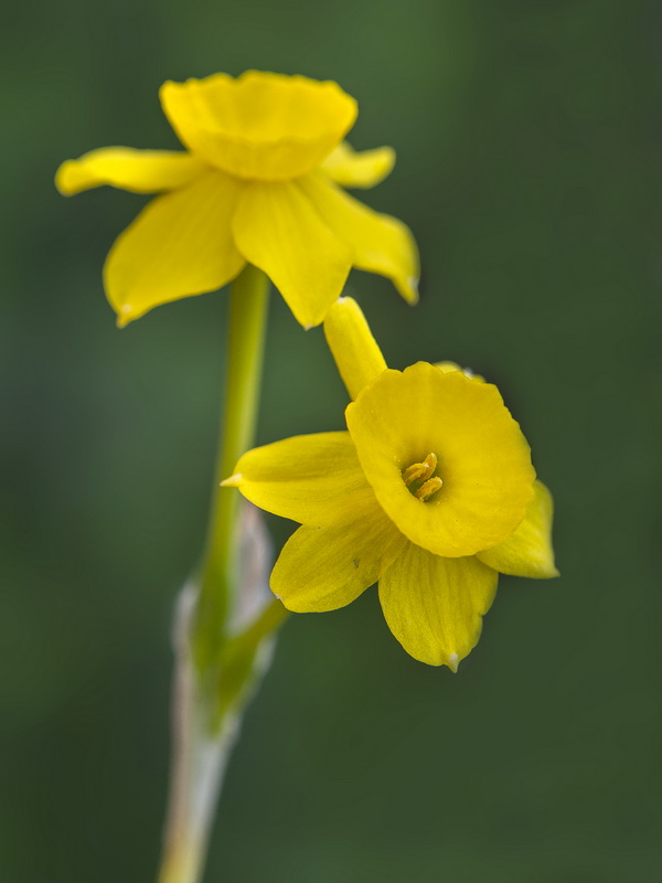 Narcissus assoanus baeticus.11