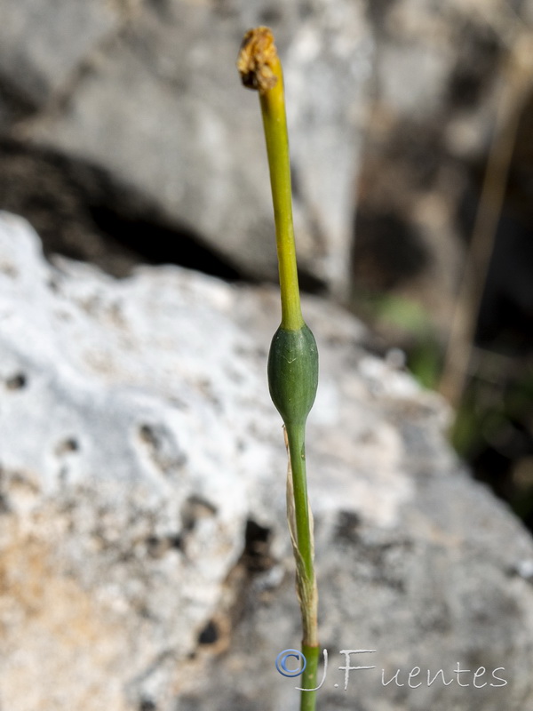 arcissus assoanus baeticus.52