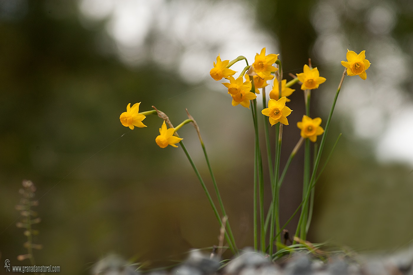 Narcissus assoanus rivasmartinezii