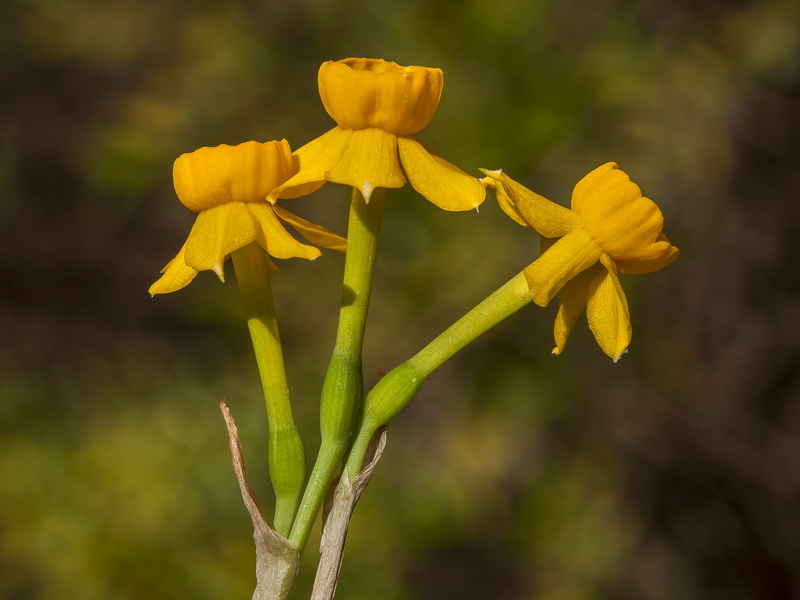 Narcissus assoanus rivasmartinezii.09