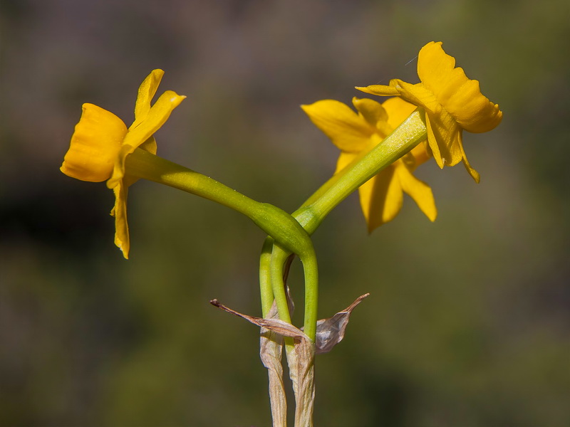 Narcissus assoanus rivasmartinezii.11