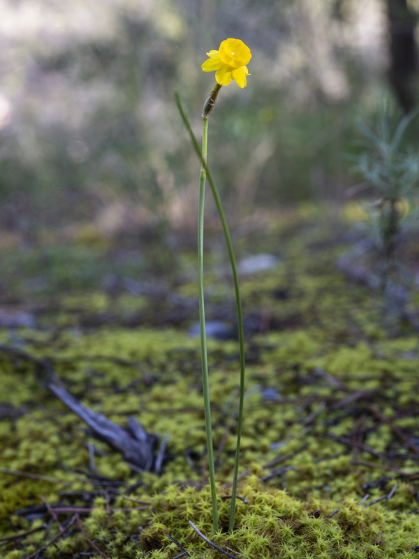 Narcissus assoanus rivasmartinezii.37