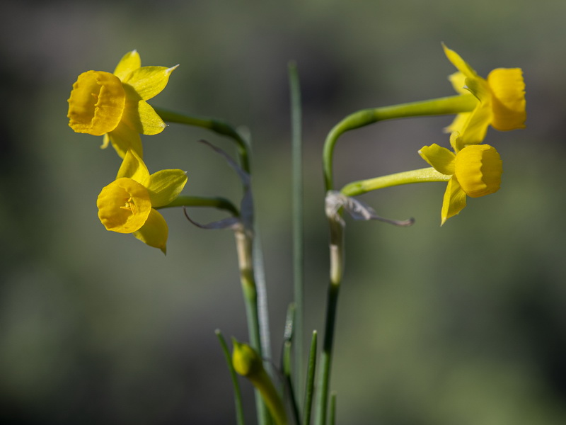 Narcissus assoanus rivasmartinezii.27