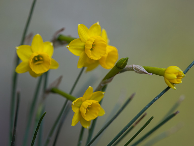 Narcissus assoanus rivasmartinezii.07