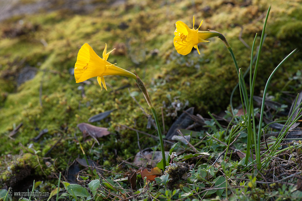 Narcissus bulbocodium