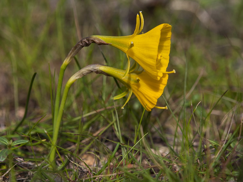 Narcissus bulbocodium.08