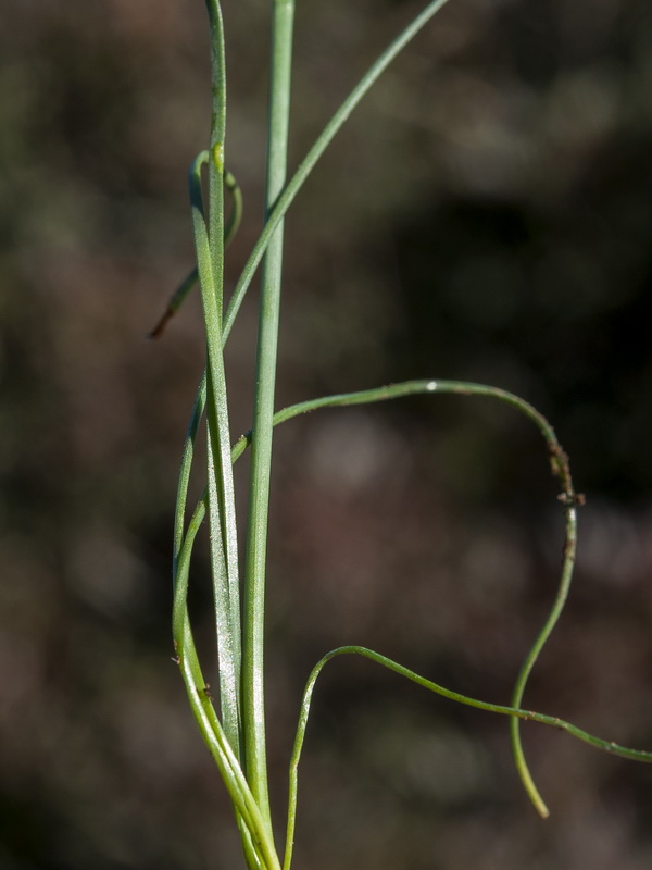 Narcissus bulbocodium.10