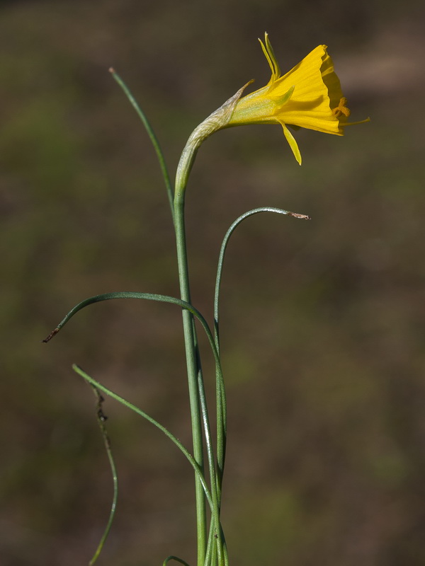 Narcissus bulbocodium.11