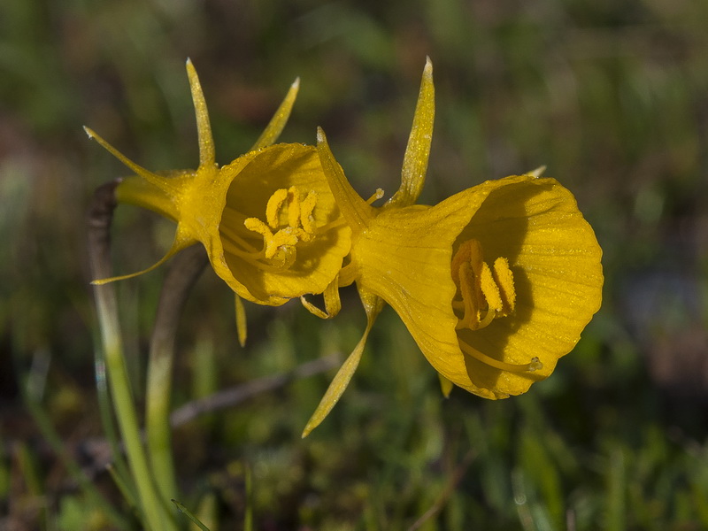 Narcissus bulbocodium.13