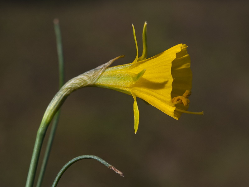 Narcissus bulbocodium.14