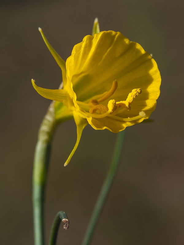 Narcissus bulbocodium.15