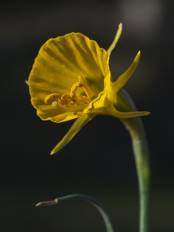 Narcissus bulbocodium.16