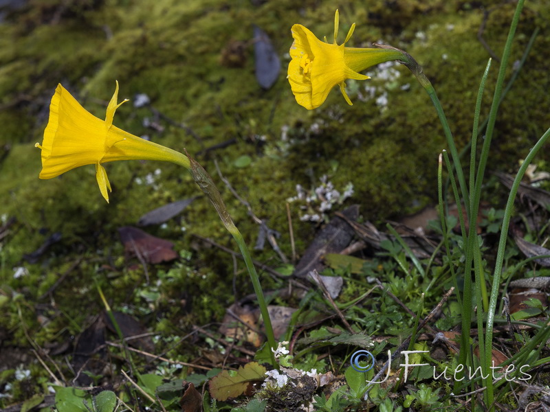 Narcissus bulbocodium.20