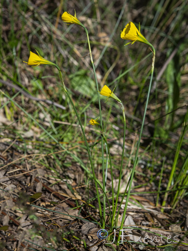 Narcissus bulbocodium.01