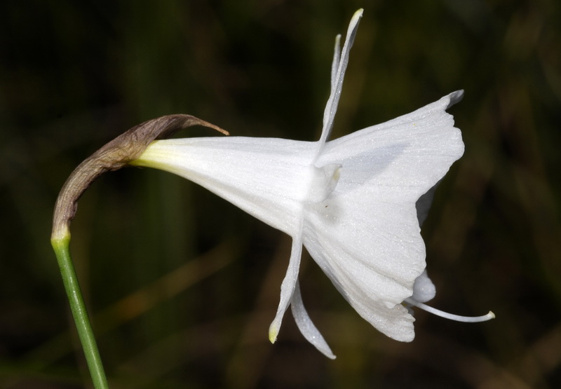 Narcissus cantabricus.15