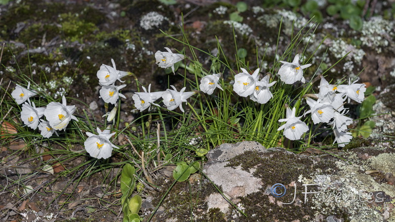 Narcissus cantabricus.29