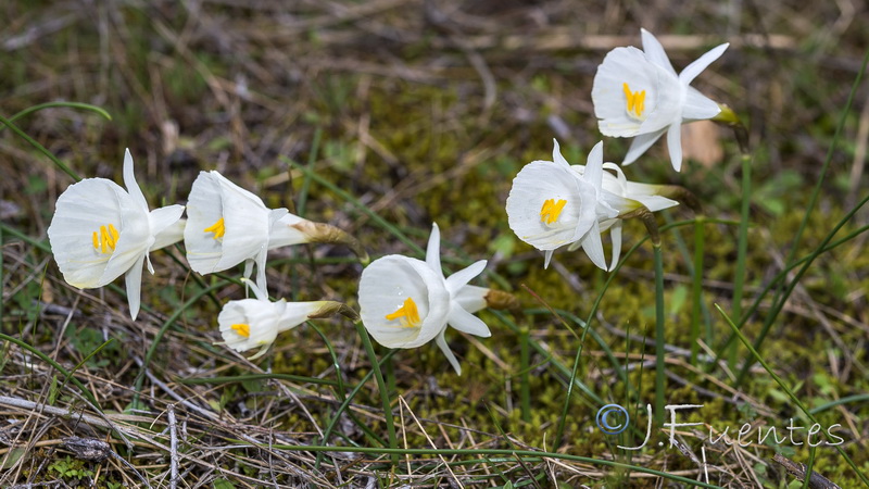 Narcissus cantabricus.30