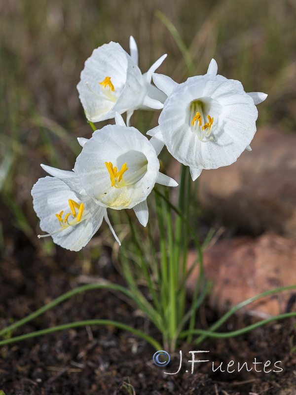 Narcissus cantabricus.33