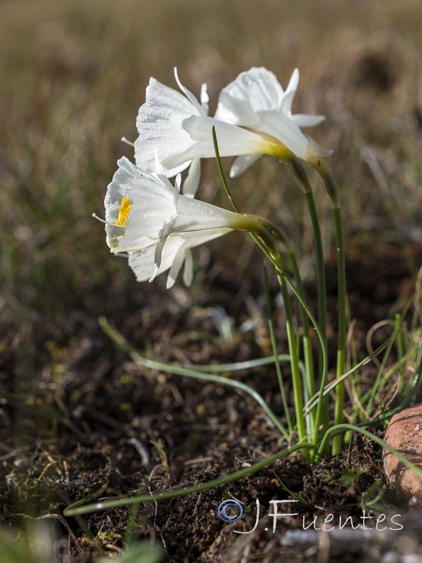 Narcissus cantabricus.34
