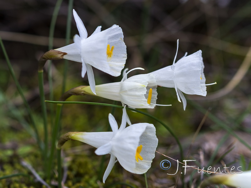Narcissus cantabricus.37