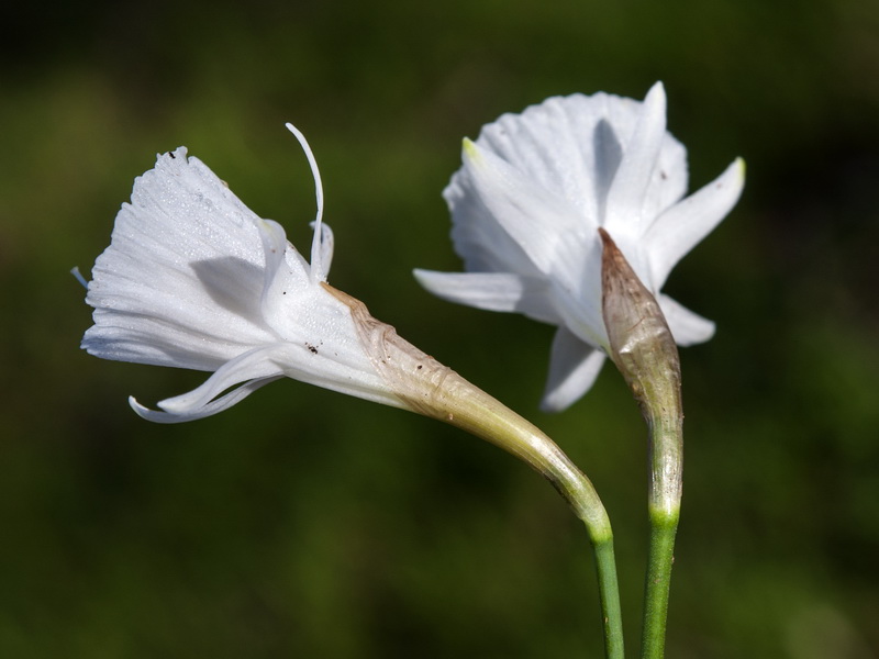 Narcissus cantabricus.43