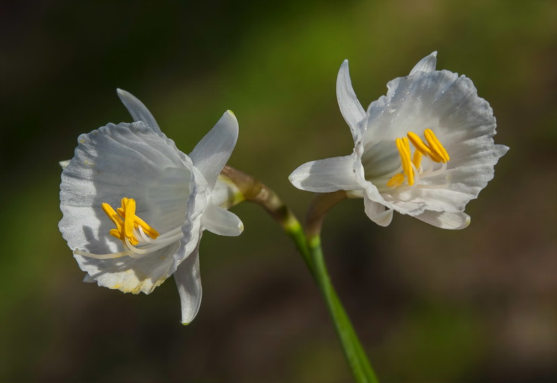 Narcissus cantabricus.44