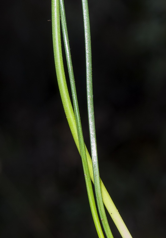 Narcissus cantabricus.54