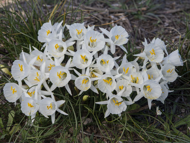 Narcissus cantabricus.02
