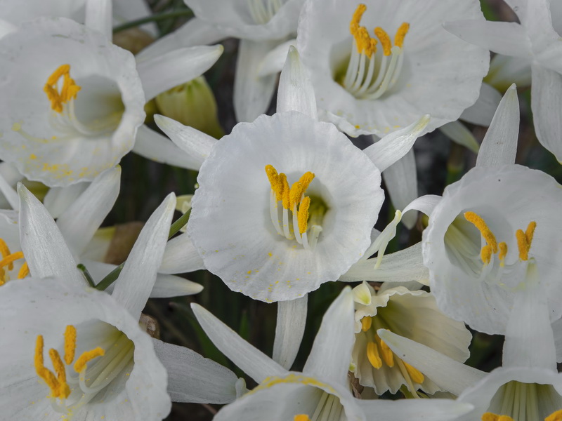Narcissus cantabricus.11
