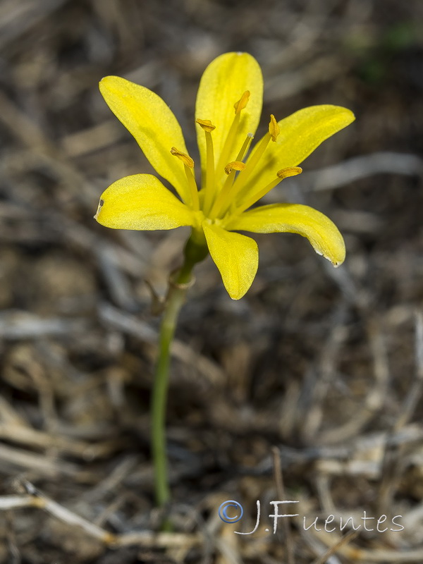 Narcissus cavanillesii.03