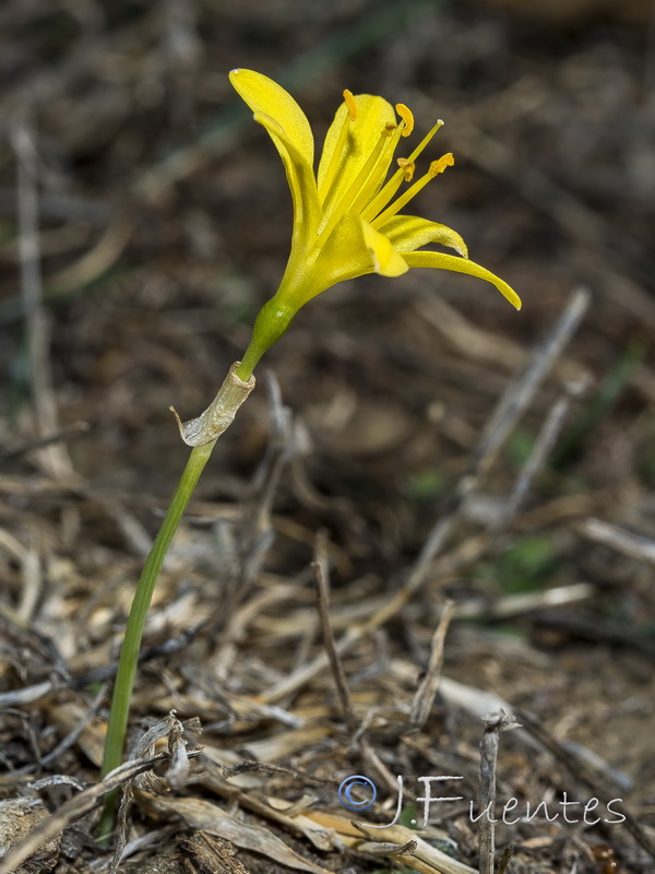 Narcissus cavanillesii.04