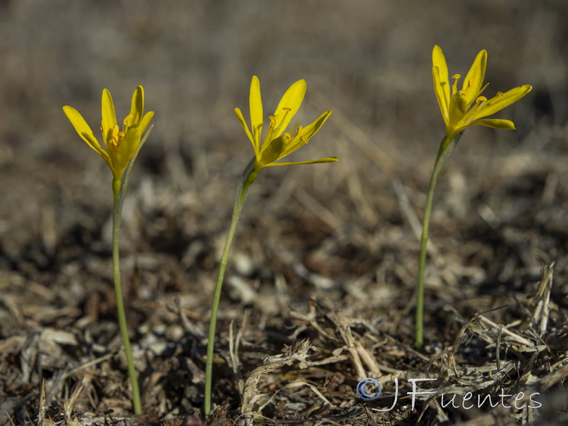 Narcissus cavanillesii.02