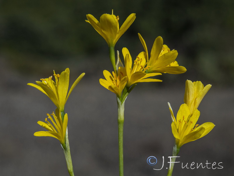 Narcissus cavanillesii.05