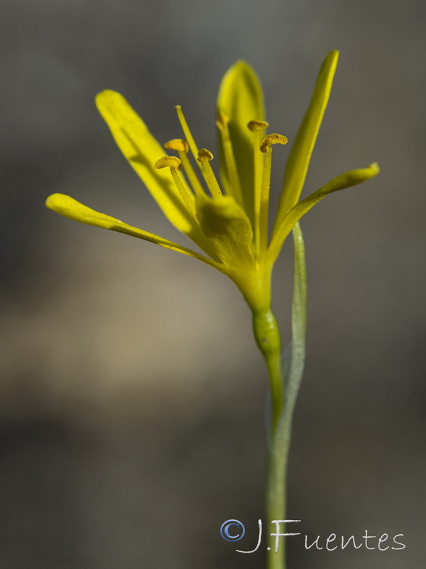 Narcissus cavanillesii.12