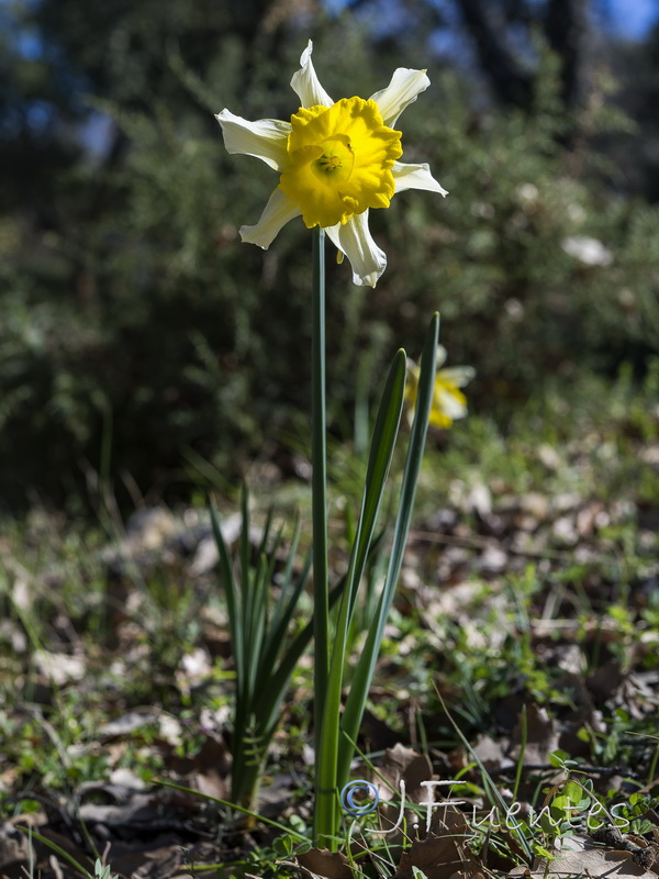 Narcissus confusus.01