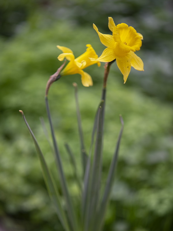 Narcissus confusus.08