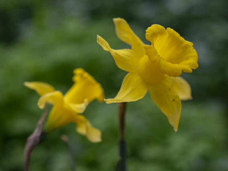 Narcissus confusus.11