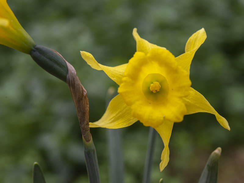 Narcissus confusus.12