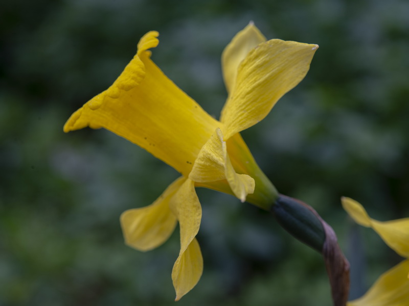 Narcissus confusus.13
