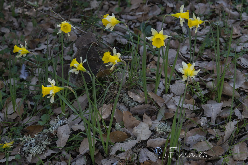 Narcissus confusus.15