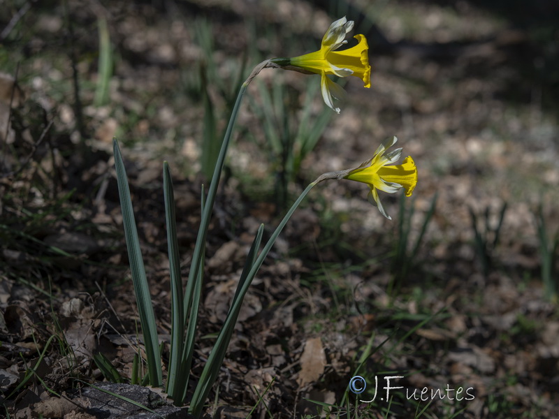 Narcissus confusus.17
