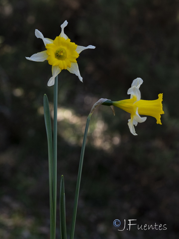 Narcissus confusus.19