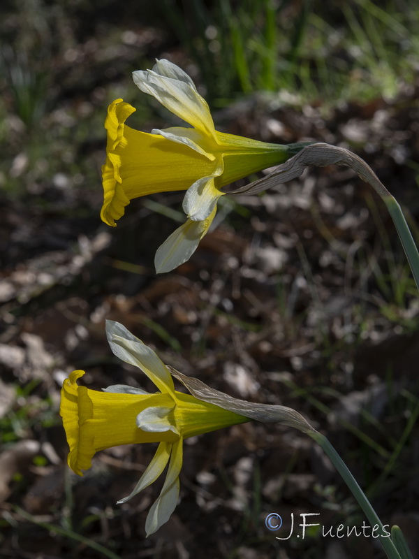 Narcissus confusus.20