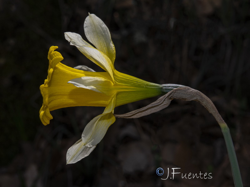 Narcissus confusus.22