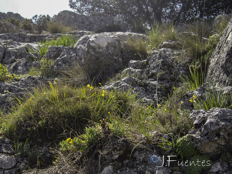 Narcissus cuatrecasasii.01