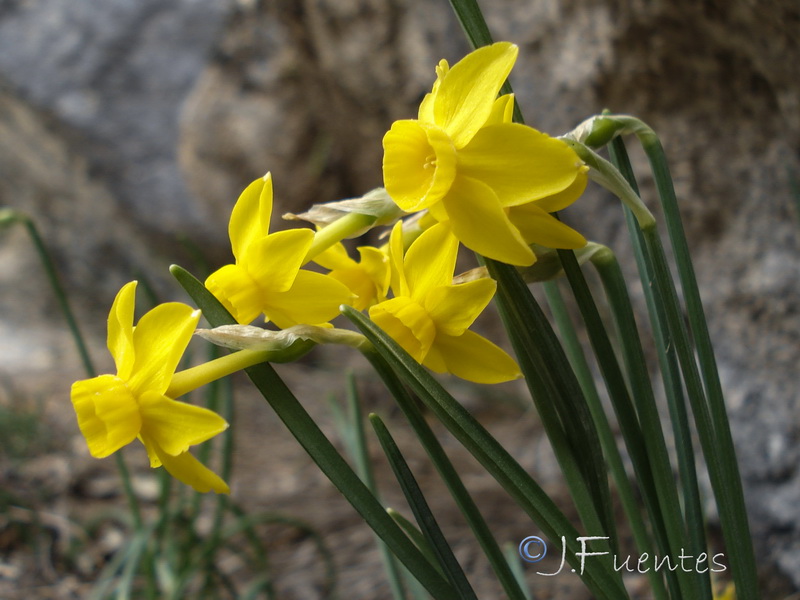 Narcissus cuatrecasasii.05