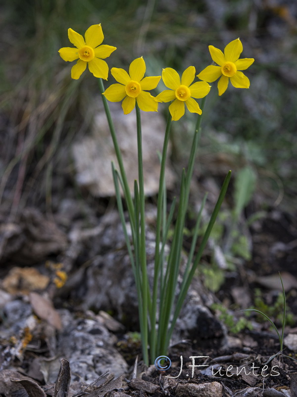 Narcissus cuatrecasasii cuatrecasasii.05