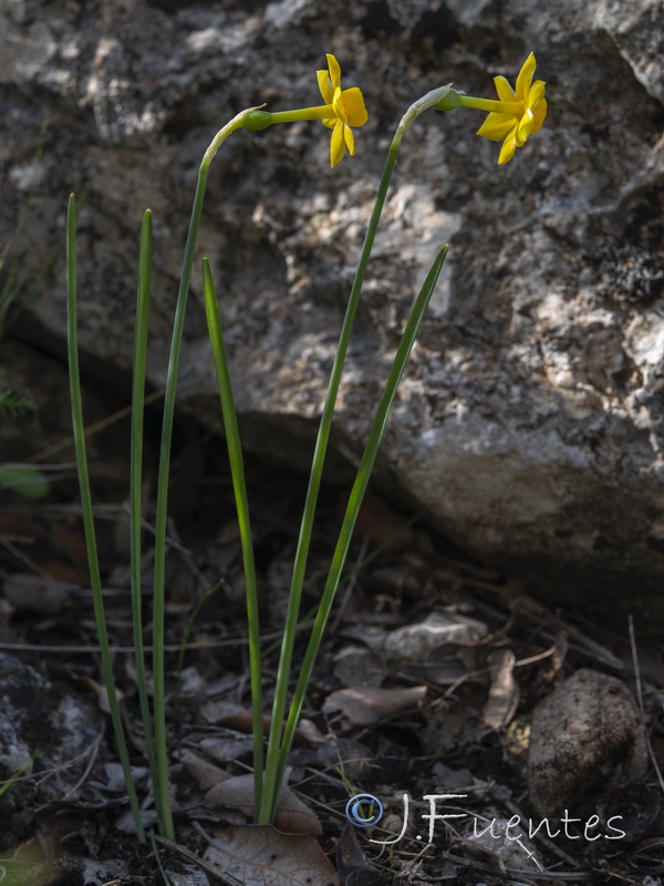 Narcissus cuatrecasasii cuatrecasasii.06