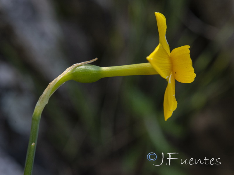 Narcissus cuatrecasasii cuatrecasasii.10