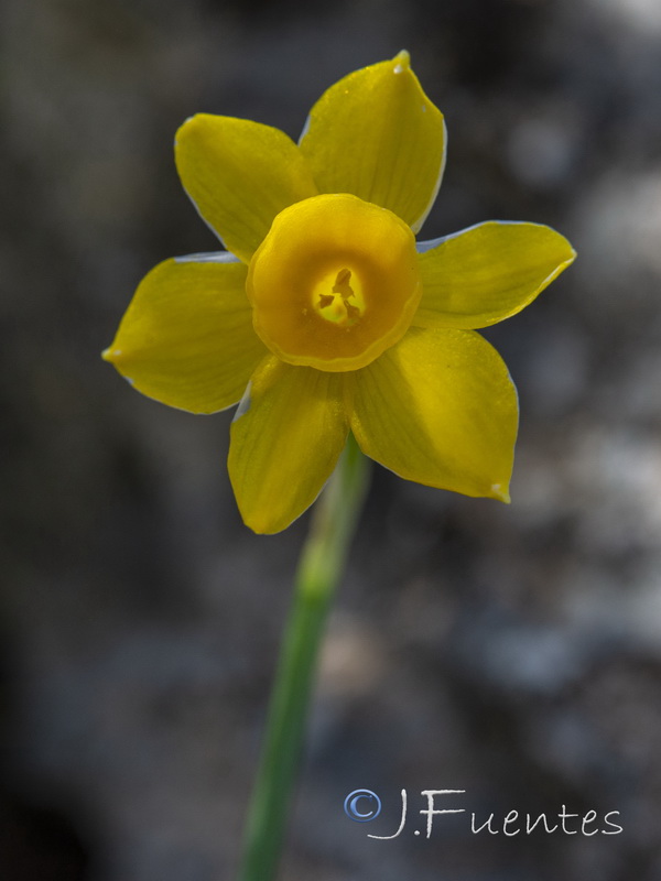 Narcissus cuatrecasasii cuatrecasasii.11